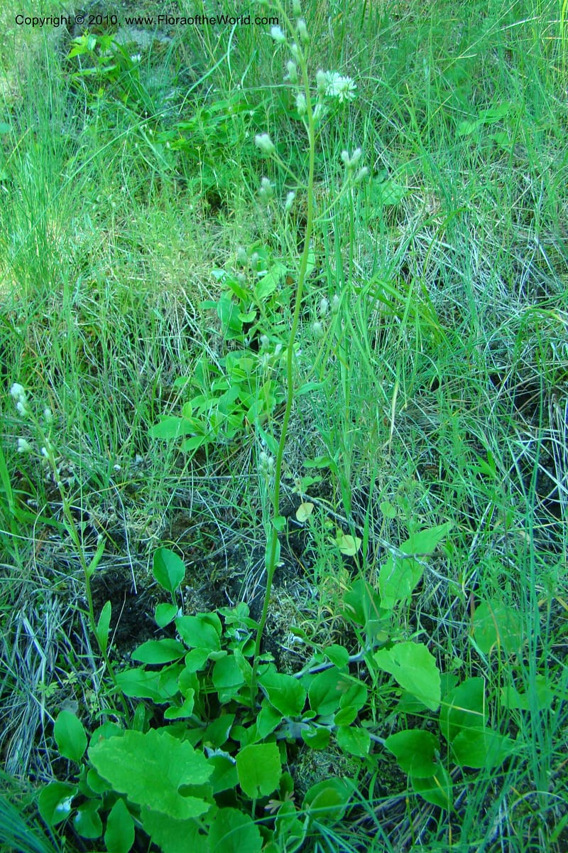 Antennaria racemosa, C. Davidson 11373--Idaho. Idaho Co. Salmon River. Polly Bemis Ranch. 27 May 2009. 099.jpg