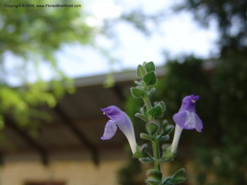 Scutellaria ovata v. bracteata--TX. Johnson Wildflower Center. 13 Jun 04. 006.jpg