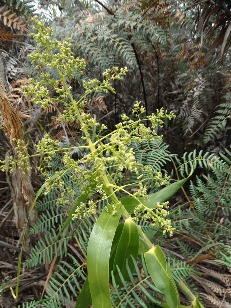 Flagellaria, Callmander, M 1254--New Caledonia. Tiebaghi. 17 Nov 2015. DSC03437 (191).JPG