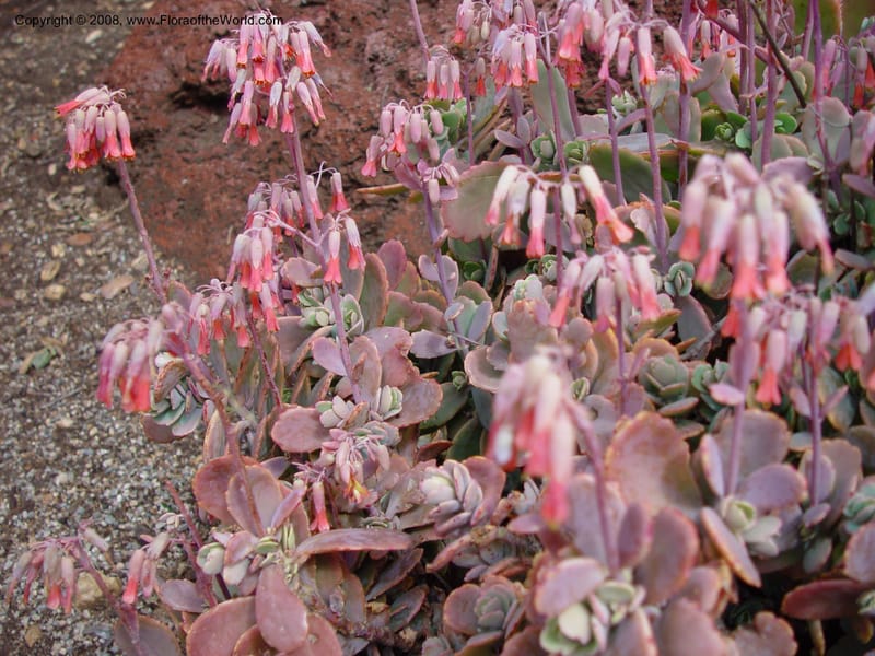 Kalanchoe marnieriana, 38024--CA. Huntington Bot. Gard. 14 Feb 03. 057.jpg