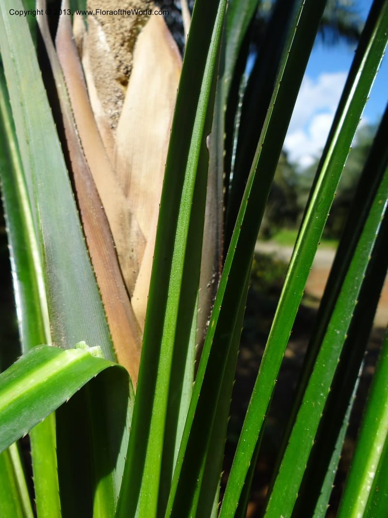 Pandanus discostigma, Callmander 1034--Malaysia. Sabah. Tahan Niaga Plantation. 8 Apr 2012. DSC07609 (67).JPG