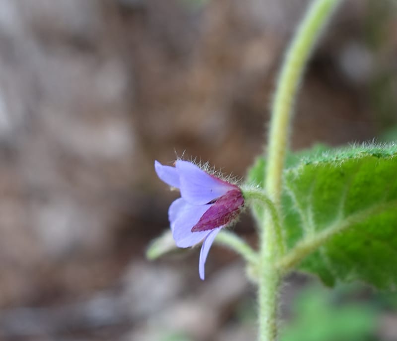 Tremandra stelligera, Davidson, C 13511--Australia. W.A. Valley of the Giants Rd. 29 Oct 2016. DSC06689 (96).JPG