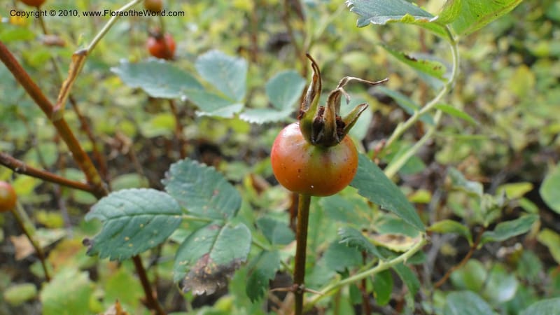 Rosa nutkana, C. Davidson 11814--OR. Hood River Co. Old Dalles Rd., 2 mi E of E. Side Dr. 10 Sep 10. 001 (63).jpg