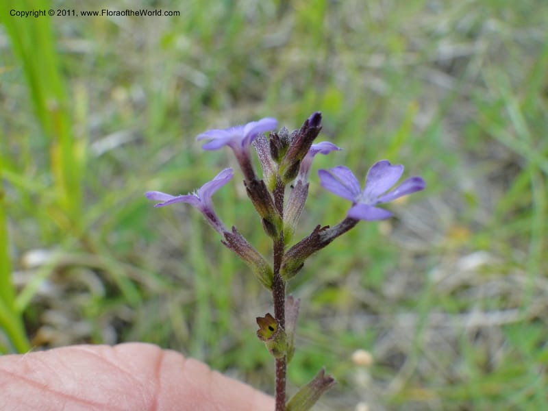 Buchnera americana, Mori, S 27419, USA, North Carolina, Jones Co, Catfish L Rd 10.5 miles from jct with Hwy 58, E of Maysville, 23 May 2010 (3).JPG
