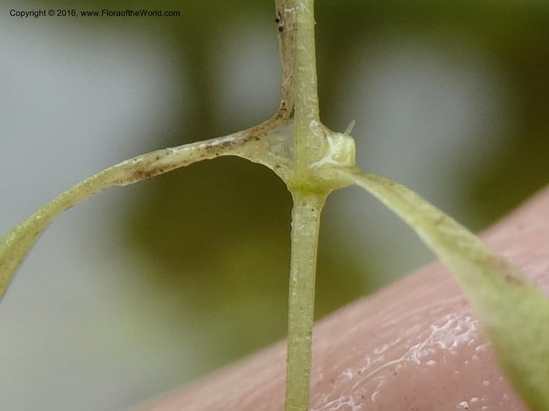 Callitriche, Ulloa, C 2479--Ecuador. Mojanda. 22 Apr 2015. DSC02267 (164).JPG