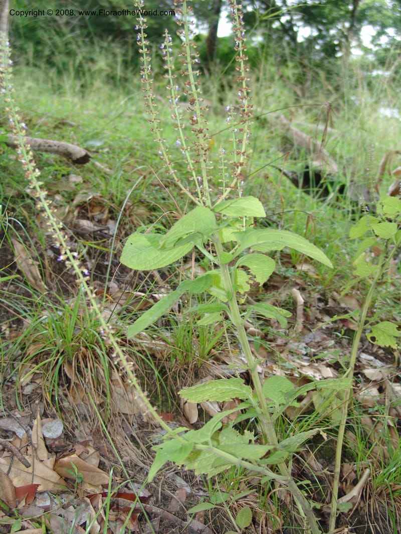 Plectranthus, MLeal1207--Gabon. Prv. Ogooue-Iv. Lope, Ogooue Riv. 21 Apr 06. 534.jpg