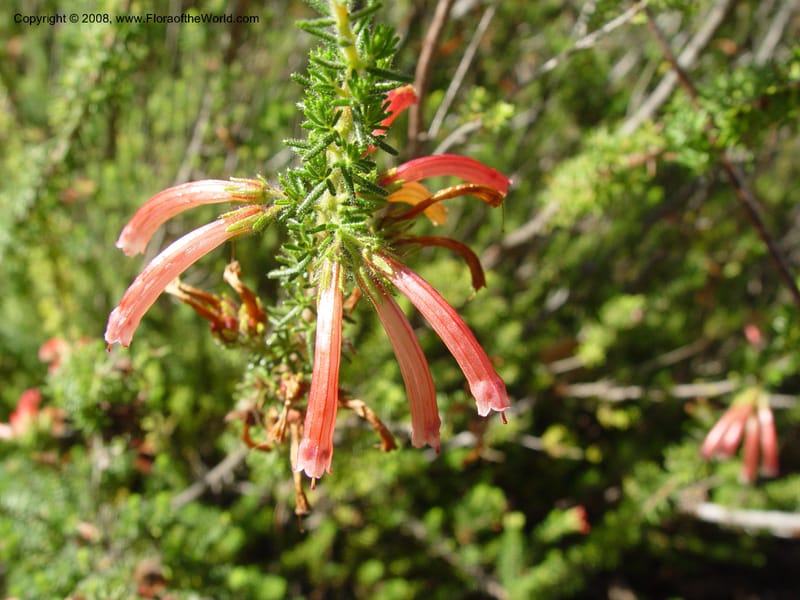 Erica viridipurpurea, 62.1071--CA. UC Berkeley Bot. Gard. 9 Feb 04. 072.jpg
