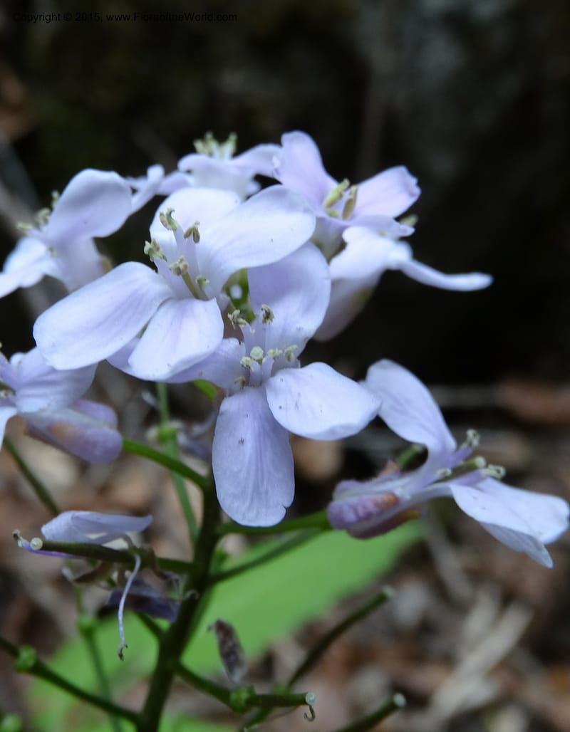 Cardamine macrophylla, Boufford, D 43604--China. Sichuan. ShaShiDuo. 8 May 2014. DSC04232 (103).JPG