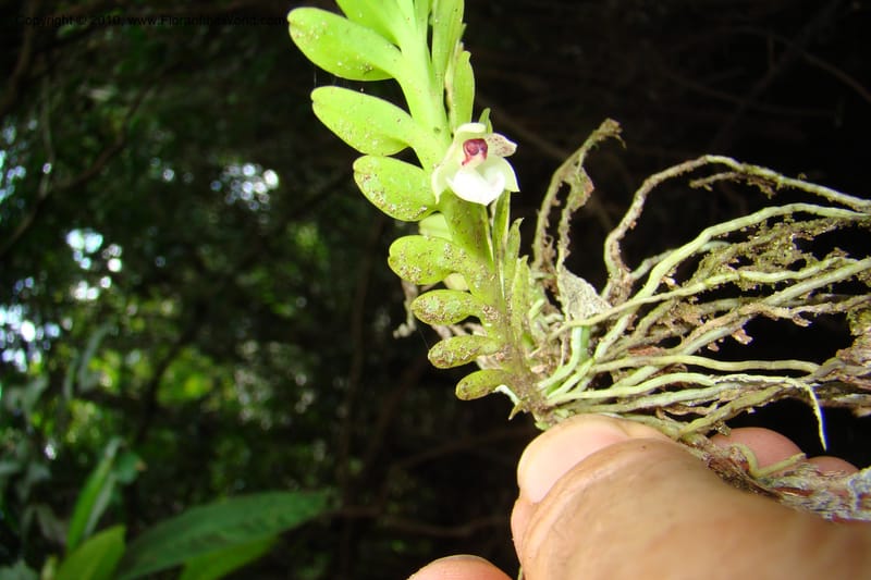 Dichaea, RVasquez34967--Peru. Loreto. Dto. Parinari. Atun Cocha. R. Samiria. 15 Nov 08. 637.jpg