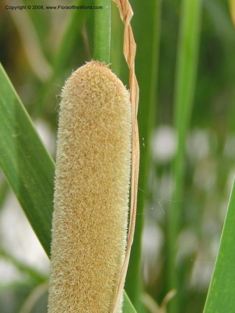 Typha minima--CA. McConnell Arboretum, Redding. 4 Jun 07. 120.jpg