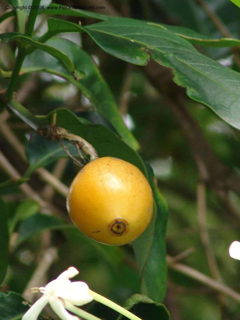 Posoqueria latifolia--So. Africa. Durban Bot. Garden. 14 Mch 05. 207.jpg
