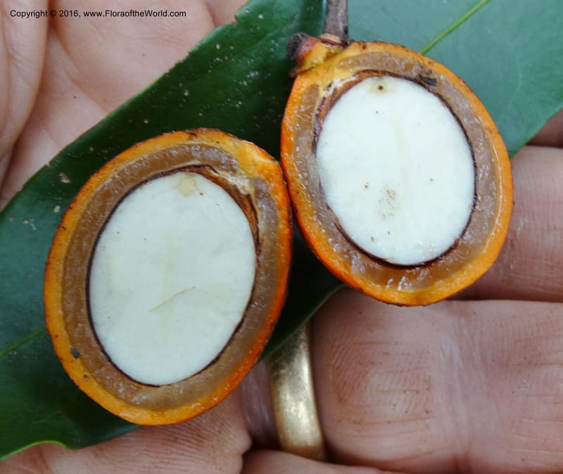 Lepisanthes, Buerki, S 363--Sabah. Ulu Senagang. 9 Oct 2014. DSC03434 (331).JPG