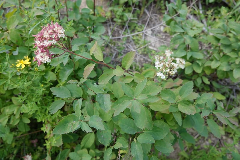 Spiraea lucida, C. Davidson 13833--ID. Shoshone Co. Freezeout Rd. FR 301. 10 Jul 2018. DSC06582 (50).JPG