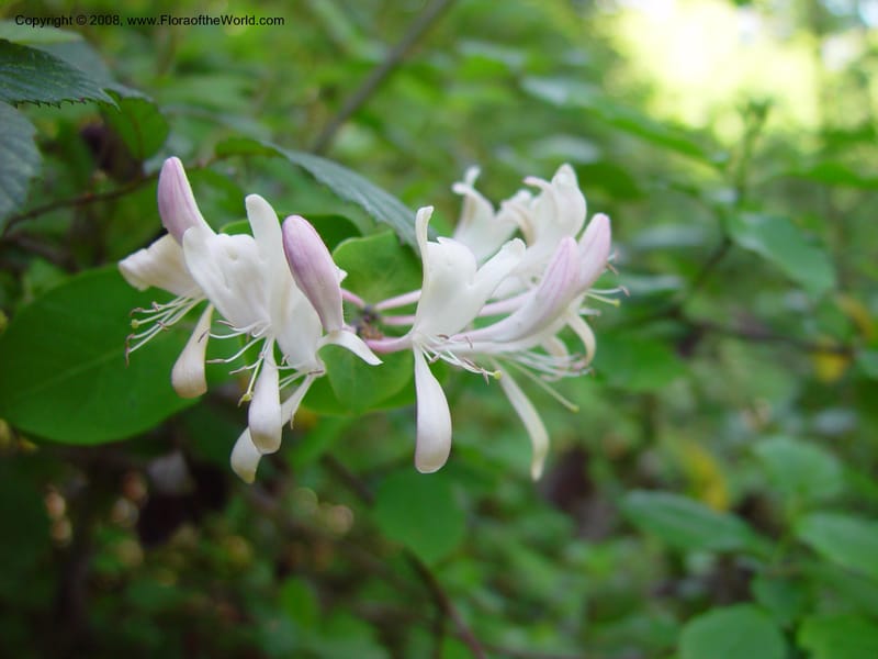 Lonicera caprifolium--Italy. Abruzzo. Res. Torino di Sangro. 5 May 03. 059.jpg