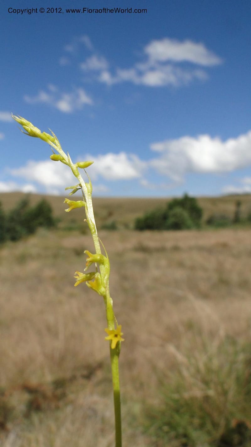Habenaria simplex, N. Manjato 173--Madagascar. E of Ambositra toward Antoetra. 2 May 2010 151 (33).jpg