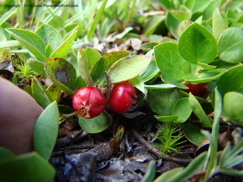 Gaultheria humifusa, CDavidson11280--ID. Idaho Co. Granite Lake. 25 Aug 08. 050.jpg