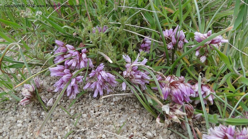 Allium aasiae, not coll.--Idaho. Ada Co. artwright Rd. 22 April 2010. 193.jpg
