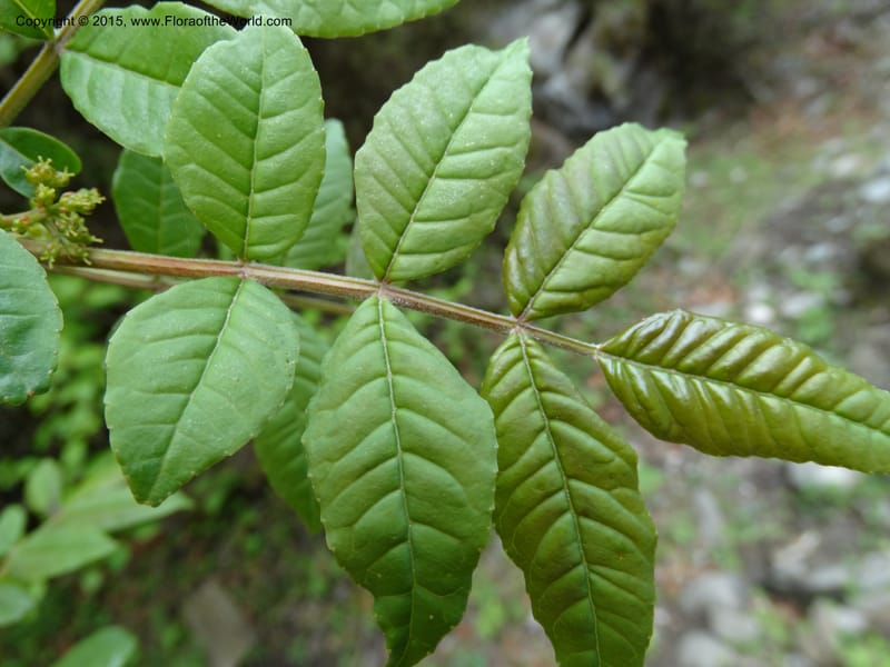 Zanthoxylum bungeanum, Boufford, D 43737--China. Sichuan. XinZhaZi Gou. 14 May 2014. DSC06426 (59).JPG