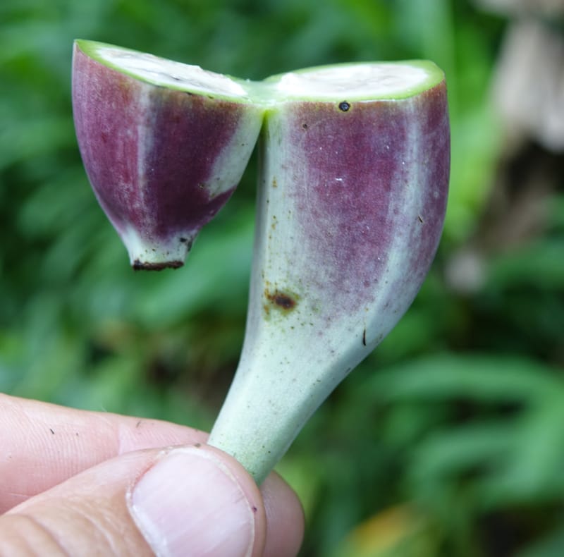 Musa formosana, Chung Kuo-Fang 3351--Taiwan. Wulai Distr. Wulai village. Hsing Hsian Trail. 19 May 2016. DSC03046 (155).JPG