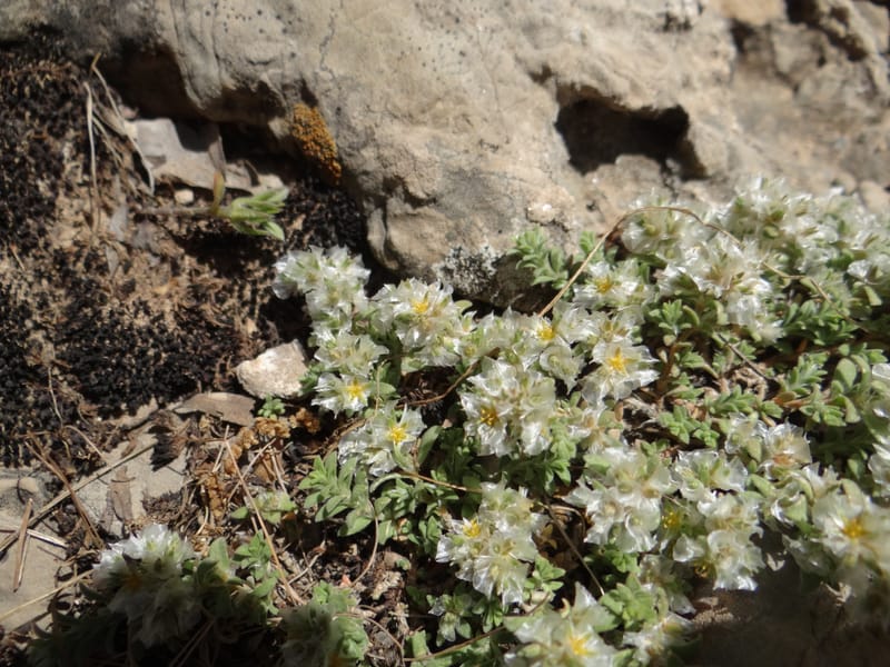 Paronychia kurdica--Iraq. Kurdistan. Shakh-i-Pira Magrun. 24 May 2013. DSC05074 (123).JPG