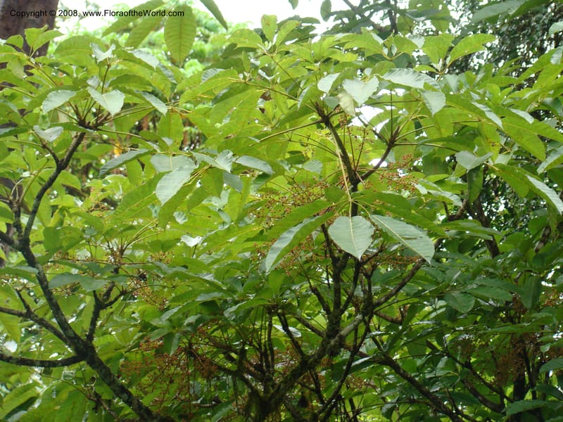 Schefflera stolzii, RGereau7021--Tanz. Mbeya Rural Distr. Ngozi Crater. 26 Jan 08. 184.jpg