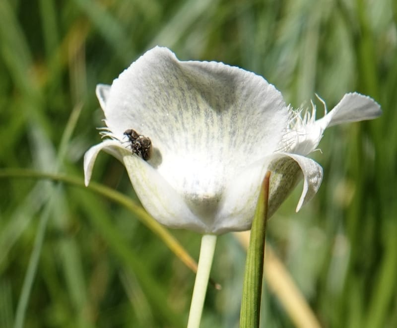 Calochortus apiculatus, C. Davidson 13820--ID. Benewah Co. Reed's Gulch Rd. FR 550. 8 Jul 2018. DSC05956 (287).JPG