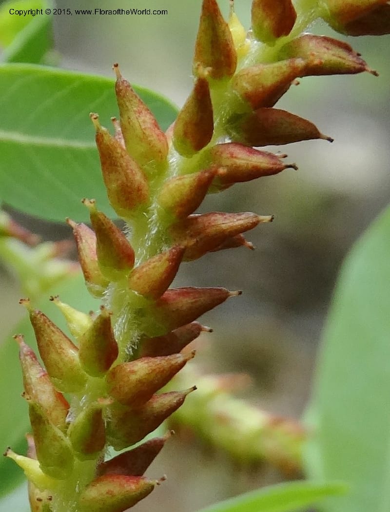 Salix, Boufford, D 43733--China. Sichuan. XinZhaZi Gou. 14 May 2014. DSC06426 (133).JPG