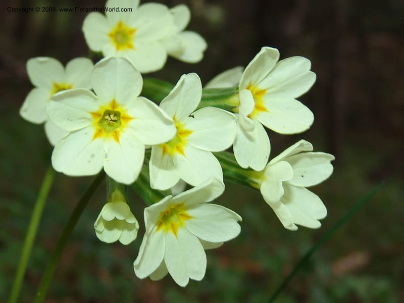 Primula ruprechtii cf--Georgia. Kazbeki . Trail-road to Sameba Church. 2 Jun 05. 214.jpg
