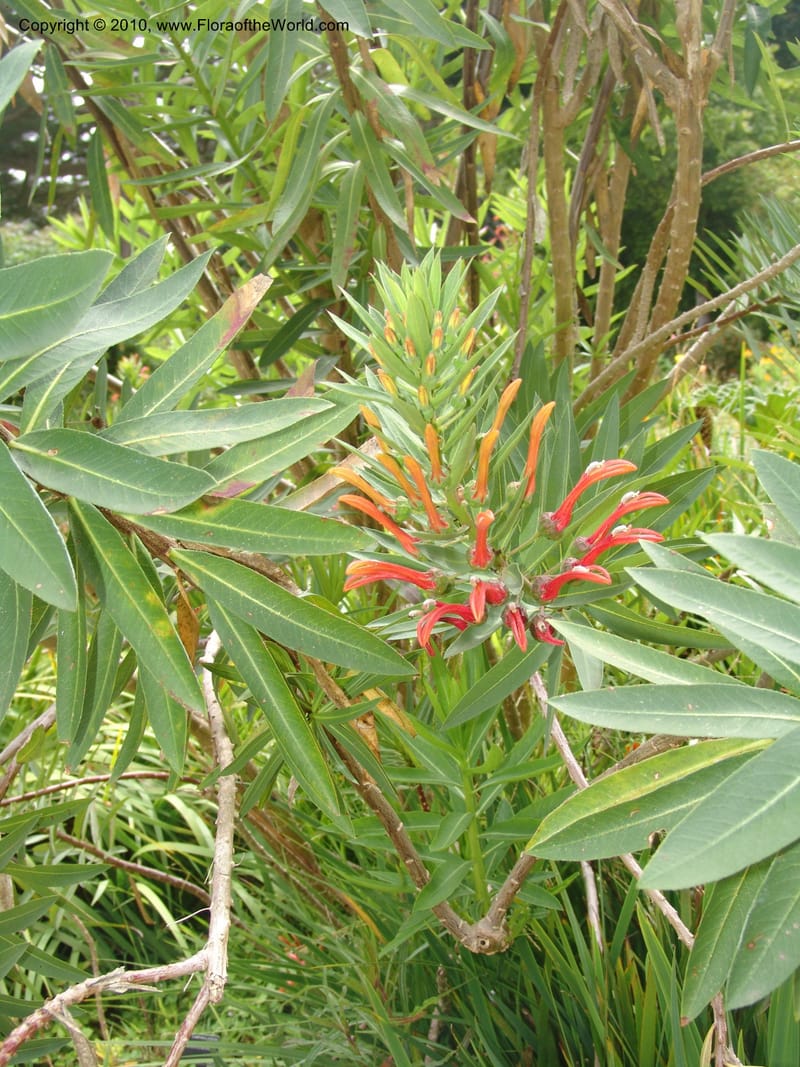 Lobelia excelsa, s.n.--CA. San Francisco Arboretum. 9 Aug 07. 565.jpg