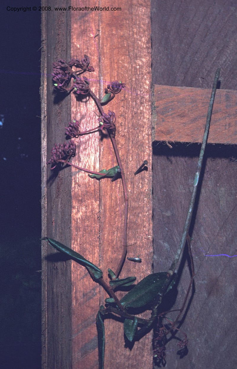Ardisia brenesii, CDavidson8545--Costa Rica. Limon. Hda. Tapezco. 20 Aug 79. 002.jpg