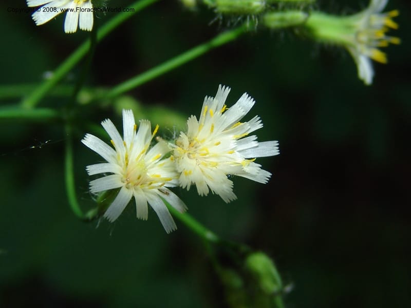 Hieracium albiflorum--ID. Valley Co. Payette Lake. Sylvan Beach. 17 Jul 05. 075.jpg