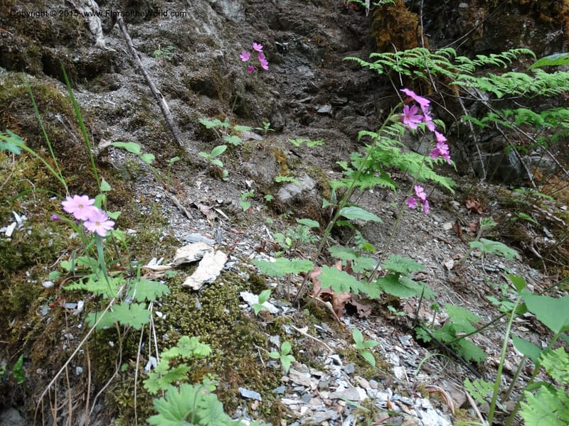 Primula polyneura, Boufford, D 43609--China. Sichuan. ShaShiDuo. 8 May 2014. DSC04232 (93).JPG