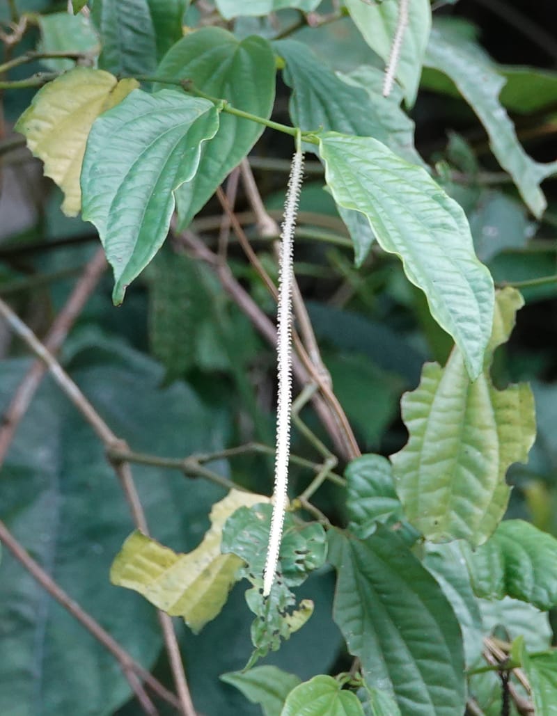 Piper bonii, D. Boufford 44107--China. Yunnan. Lao jun Shan. 30 Apr 2018. DSC00424 (383).JPG