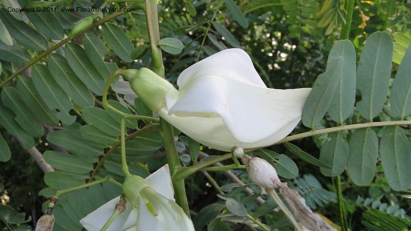 Sesbania grandiflora, Gereau--Tanzania. Univ. of Dar es Salaam. 9  May 2010 367 (2).jpg
