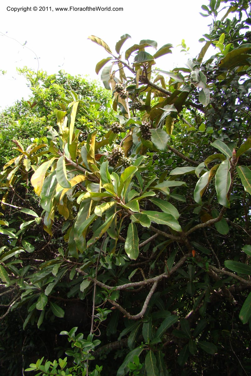 Morinda rigida, Razafindraibe 207--Madagascar. Prov. Fianarantsoa. RN 12. 14 Jan 09. 274 (4).jpg