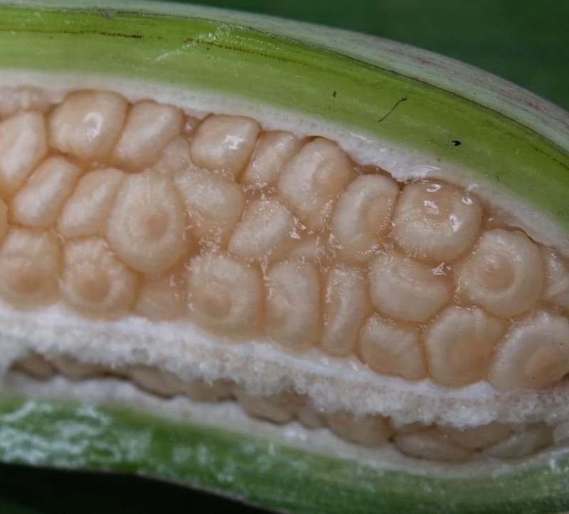 Musa formosana, Chung Kuo-Fang 3351--Taiwan. Wulai Distr. Wulai village. Hsing Hsian Trail. 19 May 2016. DSC03046 (145).JPG