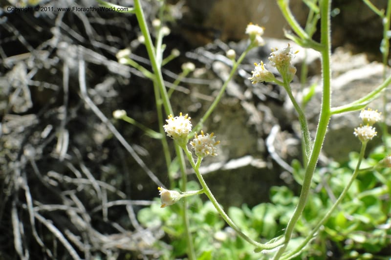 Antennaria racemosa, Davidson, C 11875--Idaho. Idaho Co. Warren Wagon Rd. 8 July 2011. 167 (26).jpg