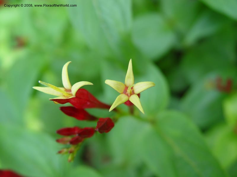 Spigelia marilandica--DE. Mt. Cuba Center. 24 Jun 03. 033.jpg