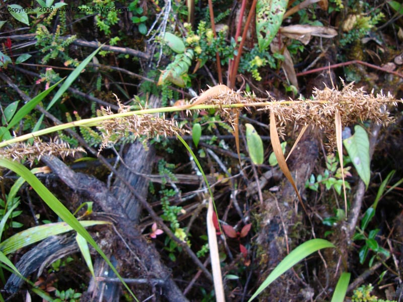 Rhynchospora, D. Neill 16004--,Ecuador.Prov.ZamoraC.ResTapichalacaQueb.Onda 25 Sep 2007 151 (1).jpg