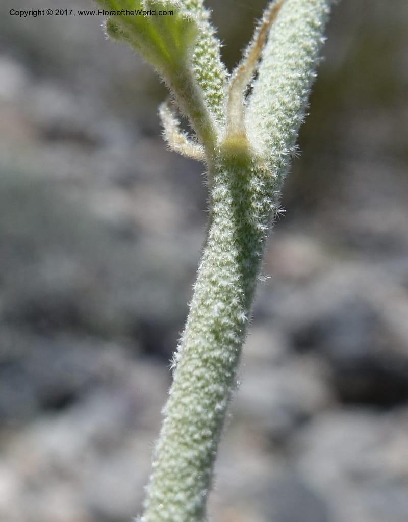 Sphaeralcea ambigua var. rugosa, Davidson, C 13113--California. Inyo Co. N. Death Valley Rd. Stop 1. 18 Apr 2016.  (38).JPG