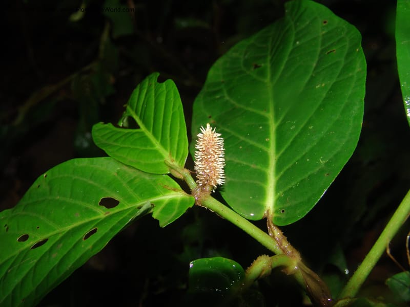 Piper longestylosum, AAraujoM1172--Bolivia. Pq. Nac. Madidi. Rio Tuichi, Rudidi Cr. 28 Nov 04. 089.jpg