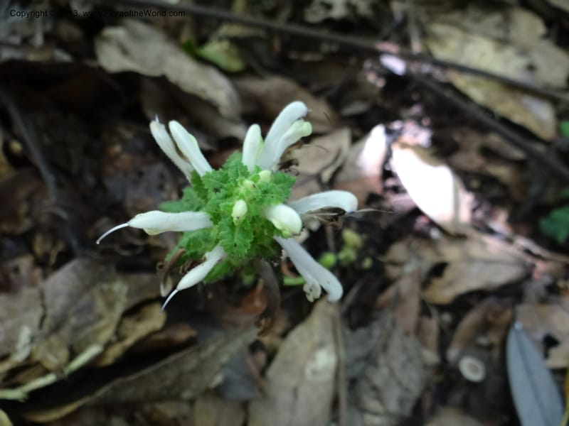 Pedicularis, VC 5501--Thailand. Chiang Mai. Doi Inthanon Nat. Park. 8 Nov 2012. DSC07747 (45).JPG