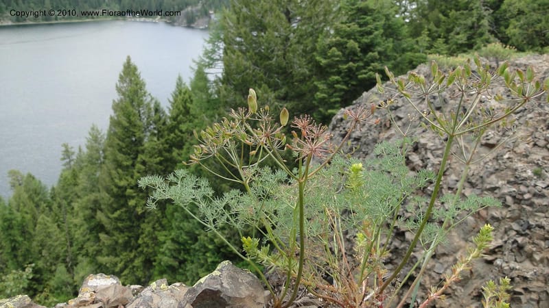 Lomatium grayi, B. Ertter 19967--Idaho. Valley County. 1 July 2010. 016 (5).jpg