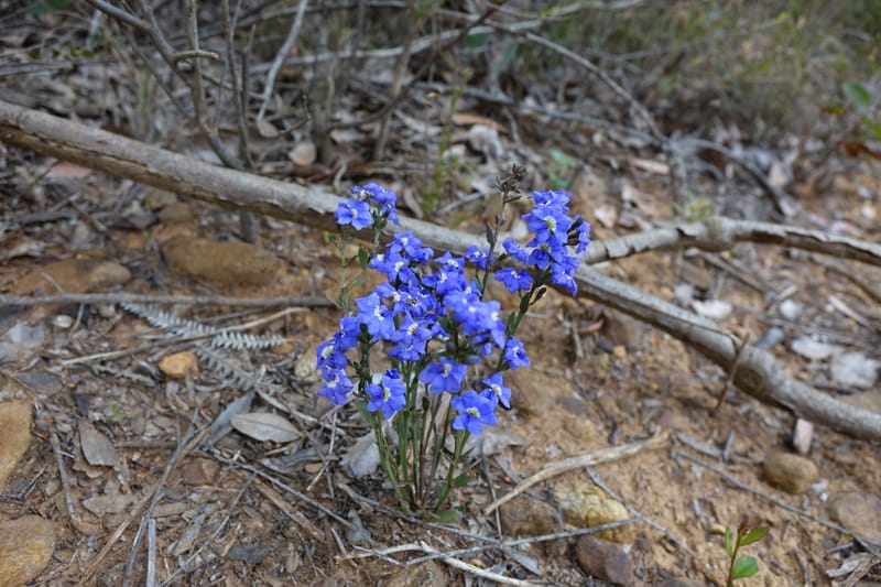 Dampiera fasciculata, Davidson, C 13525--Australia. W. A. Trail to Mt. Hassell. 30 Oct 2016. DSC07078 (75).JPG