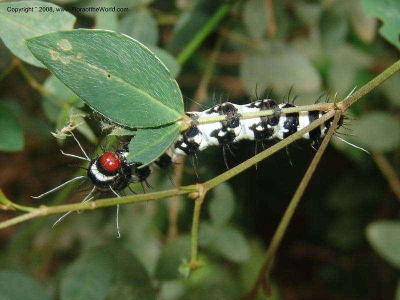 Argyrolobium tomentosum w caterpillar--So.Africa. Mpumal. Moodie Mts.  18 Mch 05. 468.jpg