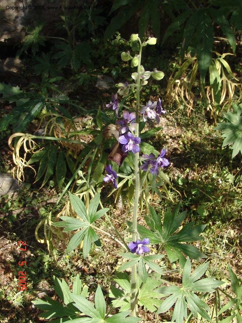 Delphinium staphisagria--Crete. Samaria Gorge. 27 May 05.  066.jpg