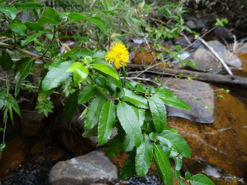 Azara, WDS 34074--Chile. Reserva Nac. Los Queules. 15 Feb 2013. DSC01158 (50).JPG