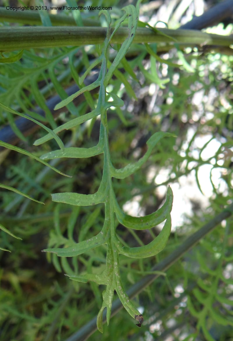 Senecio glaber, W. D. Stevens 34159--Chile, PN Siete Tazas. 21 Feb 2013  99374 (7).JPG