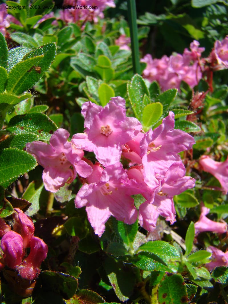 Rhododendron hirsutum, CDavidson11243--Slovenia. Gorenska Reg. Velika Planina. 6 Jul 08. 011.jpg