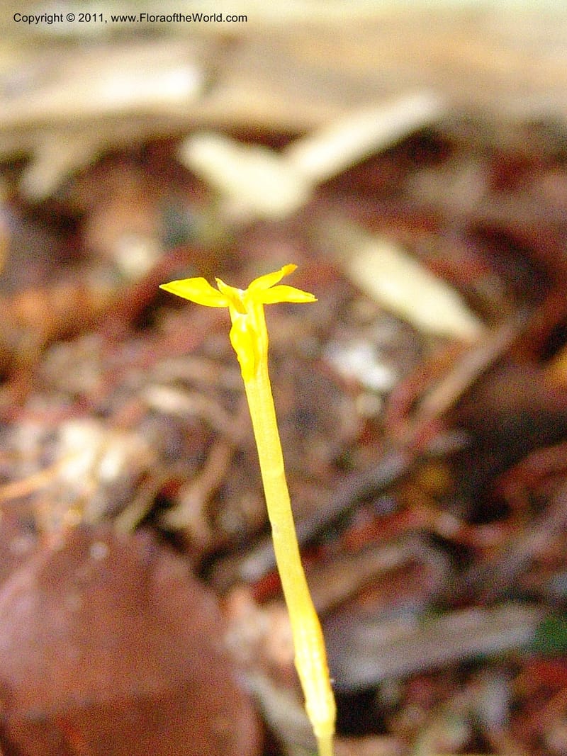 Voyria, RVasquez31547--Peru. Prov. Oxa. Estac. Paujil. Send. El Mirador. 16 Oct 06. 239.jpg